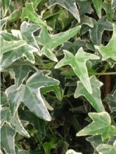 Lierre commun - Hedera helix Sagittifolia Variegata