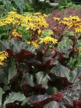 Ligularia dentata Dark Beauty - Ligulaire