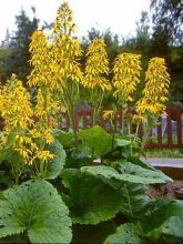 Ligulaire 'Gregynog Gold'