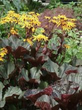 Ligularia dentata Britt-Marie Crawford - Ligulaire