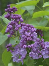 Lilas à fleurs de jacinthe Maiden's Blush - Syringa (x) hyacinthiflora 