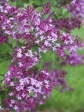 Syringa Bloomerang Dark Purple - Lilas nain hybride remontant