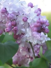 Lilas - Syringa vulgaris Belle de Moscou