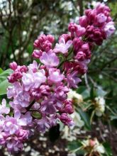 Lilas - Syringa vulgaris Belle de Nancy