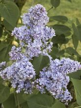 Lilas Capitaine Baltet - Syringa vulgaris