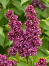 Lilas commun 'Michel Buchner' - Syringa vulgaris - Le Jardin du Pic Vert