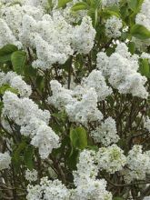 Lilas - Syringa vulgaris Dentelle d'Anjou