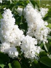 Lilas - Syringa vulgaris Jeanne d'Arc