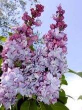 Lilas - Syringa vulgaris Katherine Havemeyer 