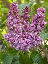 Lilas commun - Syringa vulgaris Kindy Rose