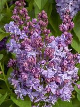 Lilas commun - Syringa vulgaris Konchalovskii