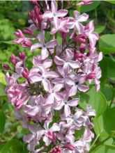 Lilas - Syringa vulgaris Princesse Sturdza