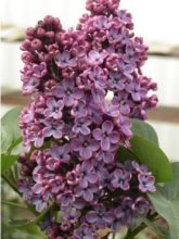 Lilas - Syringa vulgaris Souvenir de Louis Spaeth