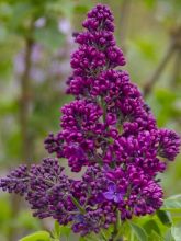 Lilas commun - Syringa vulgaris Znamya Lenina