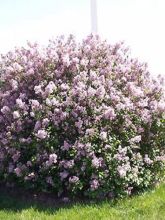 Lilas - Syringa meyeri Palibin