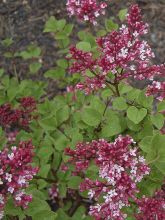 Lilas de Chine 'Red Pixie'