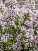 Lilas des Indes 'Babe With Love'