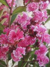 Lilas des Indes 'Berlingot Menthe'