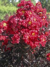 Lilas des Indes 'Black Solitaire Best Red'