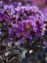 Lilas des Indes 'Black Solitaire Lavender Lace'