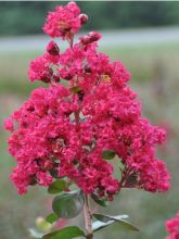 Lagerstroemia Braise d'Eté - Lilas des Indes