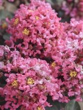 Lagerstroemia indica Coral Magic - Lilas des Indes