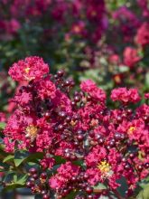 Lagerstroemia indica Double Feature - Lilas des Indes
