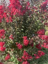 Lagerstroemia indica Dynamite - Lilas des Indes rouge