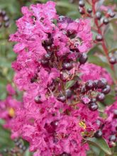 Lilas des Indes 'Enduring Pink'