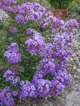 Lilas des Indes - Lagerstroemia indica Eternal Whith Love