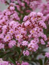 Lilas des Indes - Lagerstroemia indica Eveline
