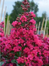 Lilas des Indes 'Fuchsia D'Eté®' 'indyfus'