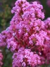 Lilas des Indes - Lagerstroemia indica Girl Whith Love