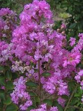 Lagerstroemia indica Jeanne Desmartis - Lilas des Indes