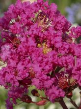 Lilas des Indes - Lagerstroemia indica Kiss With Love