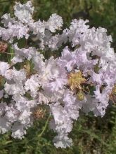 Lilas des Indes - Lagerstroemia indica La Fayette