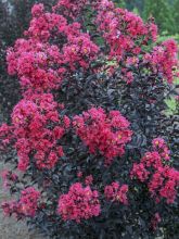 Lilas des Indes - Lagerstroemia indica Midnight Magic