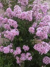 Lagerstroemia indica Monbazillac - Lilas des Indes																								