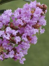 Lagerstroemia indica Pink Grand Sud - Lilas des Indes