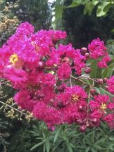 Lilas des Indes Pink Velours - Lagerstroemia indica