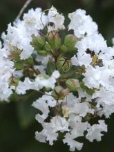 Lilas des Indes 'Pixie White'