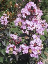 Lagerstroemia Rhapsody in PINK - Lilas des Indes.