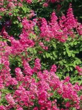 Lilas des Indes 'Rose Fuchsia'