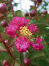 Lilas des Indes 'Black Solitaire Best Red' - Lagerstroemia indica 'Black  Solitaire Best Red' - Le Jardin du Pic Vert