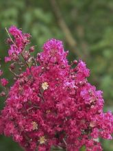 Lilas des Indes 'Black Solitaire Red Hot' - Lagerstroemia indica 'Black  Solitaire Red Hot' - Le Jardin du Pic Vert