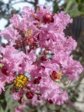 Lagerstroemia indica Soir d'Eté - Lilas des Indes	