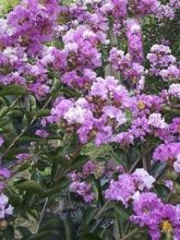 Lagerstroemia indica Souvenir d'Hubert Puard - Lilas des Indes	