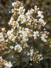 Lilas des Indes - Lagerstroemia indica White Chocolate