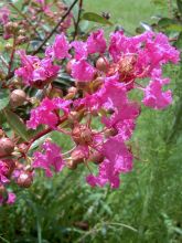 Lilas des Indes World's Fair - Lagerstroemia indica