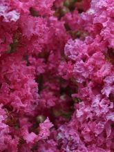 Lagerstroemia indica Yang Tse - Lilas des Indes	